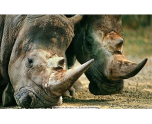 形容情侶之間默契的詩句螞蟻莊園 心有靈犀一點