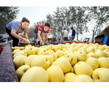 中國優質鴨梨基地重點縣是陽信縣還是陽朔縣 螞