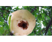 新疆葉城縣盛產螞蟻莊園 西域圣果是石榴還是楊