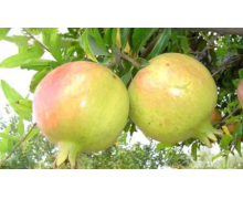 西域圣果是什么水果葉城縣 新疆葉城縣螞蟻新村