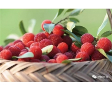 淳安縣和仙居縣哪個縣盛產楊梅 螞蟻新村今日答