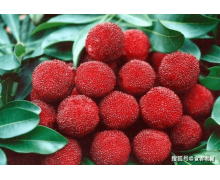 螞蟻新村答案今日答題2月27日 盛產楊梅是仙居縣