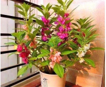 中國古代女子常用哪種植物作為美甲材料 螞蟻莊