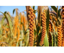 古時被稱為稷的是粟嗎 螞蟻新村今日答案古時被