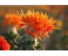 化妝用的胭脂得名于地名還是植物名 螞蟻莊園今