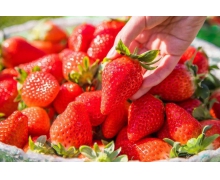 草莓螞蟻莊園 我們平常吃的草莓其實是它的什么