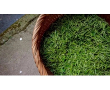 春季新茶大批上市春茶是采摘越早品質越好嗎 螞