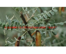 牛奶芝士哪種食物曾經(jīng)被用來(lái)制作滑冰場(chǎng)的冰面