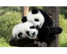 耕地中的大熊貓是什么意思 大熊貓螞蟻新村3.1