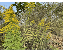 加拿大一枝黃花人人喊打是因?yàn)橛袆《具€是破壞