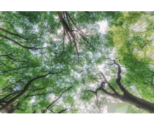 花重錦官城中錦杜甫名句曉看紅濕處花重錦官城