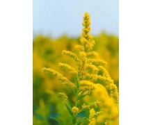 一枝黃花為何人人喊打 加拿大一枝黃花螞蟻新村