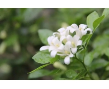 以下哪種植物不適合長期擺放在臥室 螞蟻莊園今