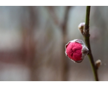 小雞寶寶考考你常說的倒春寒指的是以下哪種氣