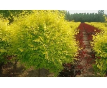 世界金色看中國指的是中華金葉榆嗎 螞蟻新村答