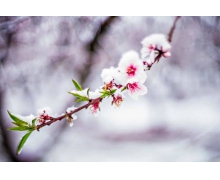 倒春寒是哪種氣象變化 倒寒春螞蟻莊園答案最新