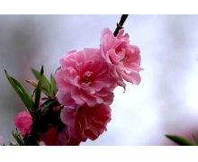 一般情況下下列哪那個成語更適合用來感謝別人