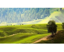 中國天馬之鄉螞蟻新村 新疆昭蘇縣被譽為中國天