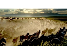 中國天馬之鄉是哪里 是新疆昭蘇縣嗎螞蟻新村