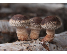 浙江省中國香菇之鄉在哪里 螞蟻新村今日答案香