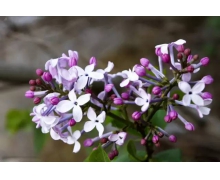 在花瓶中加入什么螞蟻莊園 螞蟻莊園今日答案花