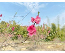 有時(shí)令與節(jié)日雙重意義的是清明節(jié)嗎 清明節(jié)螞蟻