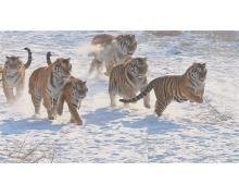 小雞考考你老虎頭上都有一個王字嗎 螞蟻莊園今