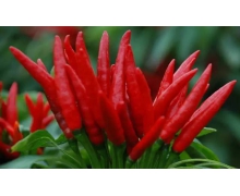 切完辣椒后手火辣辣的疼用什么清洗比較有效 螞