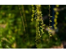 中國人自古注重牙齒保健,猜一猜:以下哪種植