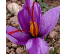 中國西紅花之鄉在建德三都鎮嗎 藏紅花螞蟻新村