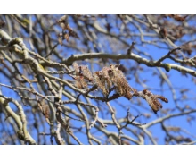 柳絮引起的過敏皮膚癢癢的,去醫院就醫前可以