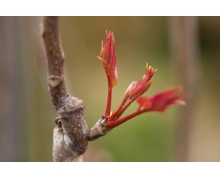 俗語說雨前椿芽嫩如絲說的是哪個節氣上市的香