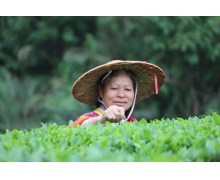 南方谷雨摘茶習俗是為了請財神還是清火辟邪 螞