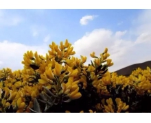 小雞寶寶考考你：哪種荒漠植物可以四季長春？