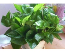 下列哪種植物適合養在室內？