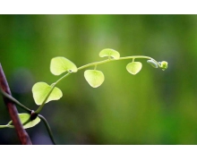 天街小雨潤如酥是描寫春雨的詩句嗎 螞蟻莊園描