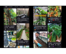 陽臺(tái)種菜，年輕人又催生一個(gè)百億市場(chǎng)