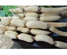 藕切開放一會螞蟻新村 藕切開放一會變黑是因為