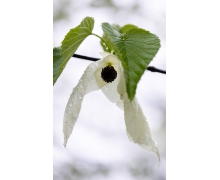 中國鴿子樹是哪種樹 鴿子樹指的是桫欏還是珙桐