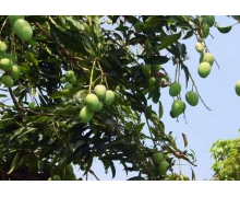 多依果是蘋果正確還是錯誤 螞蟻新村今日答案最