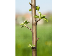 早春蘋果挨一刀是為了什么 早春蘋果挨一刀是指