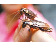 為什么平時打蟑螂很難打中 螞蟻莊園今日答案早