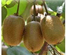 獼猴桃在未成熟時采收是因為此時最甜還是便于