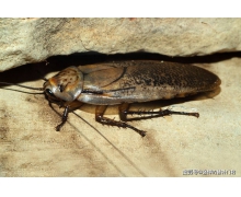 蟑螂對風速敏感還是對氣味敏感 螞蟻莊園蟑螂