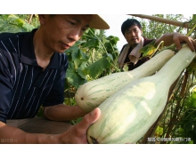 砍瓜每次受傷時(shí)會(huì)分泌什么液體來促進(jìn)傷口愈合