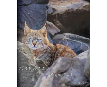 以下哪種動物外表呆萌，實(shí)則內(nèi)心兇猛 螞蟻莊園