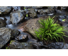 端午三友是艾草菖蒲蒜嗎 螞蟻莊園端午三友是指