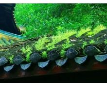 麥黃農(nóng)忙指的是芒種這個節(jié)氣嗎 螞蟻新村今日答