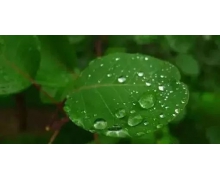 下列哪項活動是古人在芒種節氣常做的 螞蟻莊園