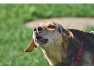 準確率可達 70%，科學家利用AI解讀狗的叫聲是在